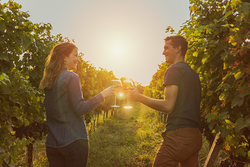 Couple clinking red wine glass in a Vineyard during sunset.
