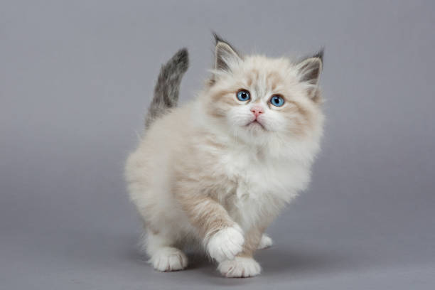 istock Portrait of Siberian kitten, studio shoot 1032284372
