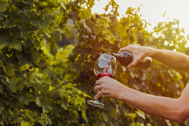 jovem homem derrama vinho tinto em um copo. vinha como plano de fundo - cantão de ticino - fotografias e filmes do acervo