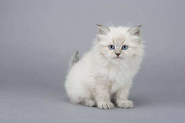 istock Portrait of Siberian kitten, studio shoot 1032284902