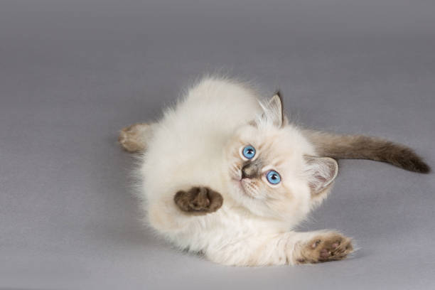 istock Portrait of Siberian kitten, studio shoot 1032285996
