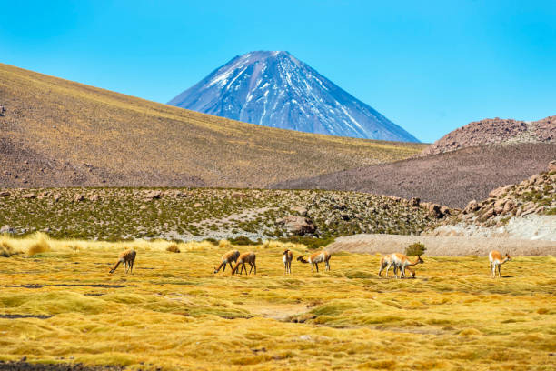 istock Lincabur volcano - Andes Hills - Atacama desert - Chile - Vicuna 1032286232