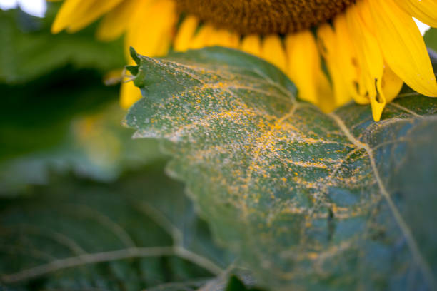 Isolated blooming sunflower dropping pollen on the leaf under the early morning sun. Northwestern Pennsylvania. Late summer day