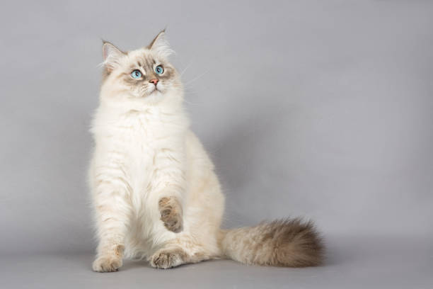 istock Portrait of Siberian kitten, studio shoot 1032286426