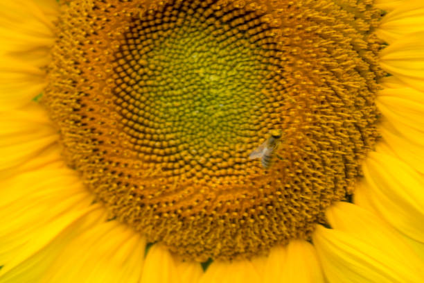 Isolated sunflowers in full bloom, early morning. Northwestern Pennsylvania.  sunny day