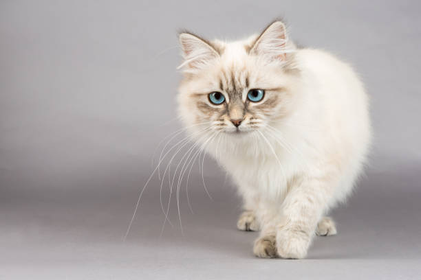 istock Portrait of Siberian kitten, studio shoot 1032287214