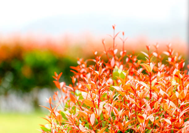 Christina is an ornamental plant, The young leaves are red, blurred background.
