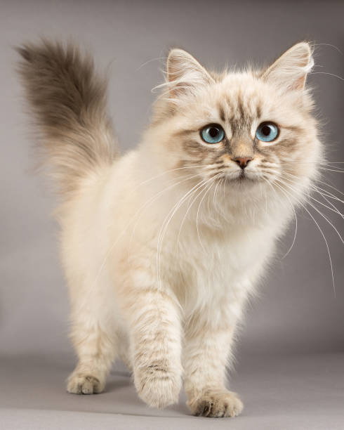 Portrait of Siberian kitten, studio shoot