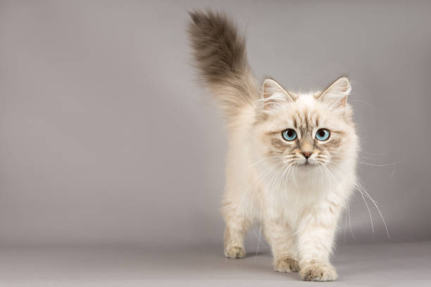 istock Portrait of Siberian kitten, studio shoot 1032289866