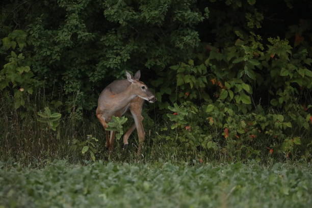 istock Doe Coming out of the Woods 1032290010