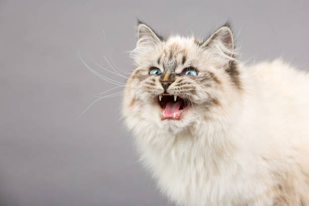 istock Portrait of Siberian kitten, studio shoot 1032290256