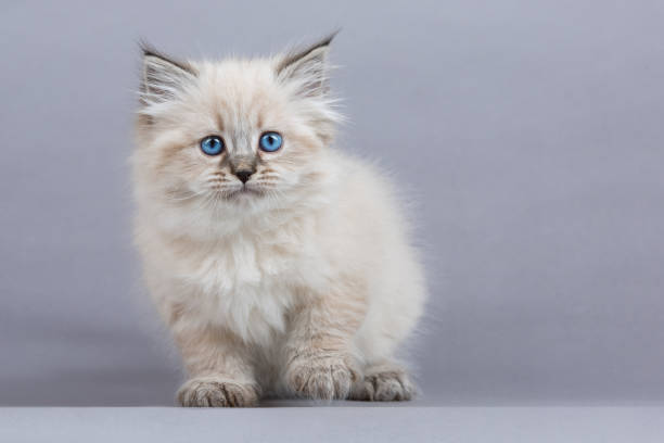 istock Portrait of Siberian kitten, studio shoot 1032295832