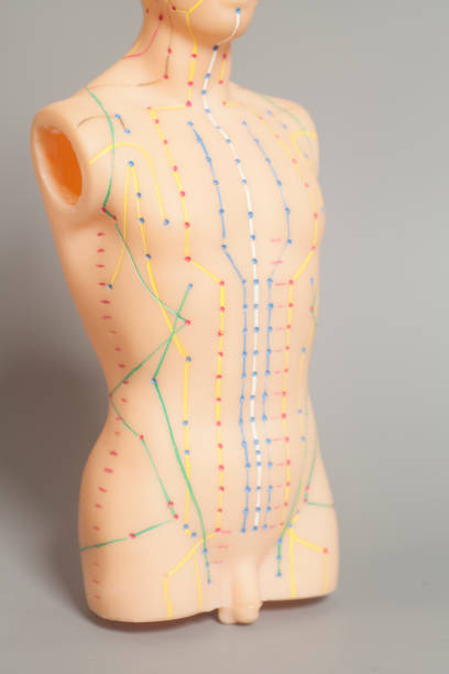 istock Medical acupuncture model of human 1032301448