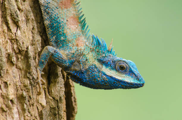 istock Close-Up Of Lizard On Tree Trunk 1032301684