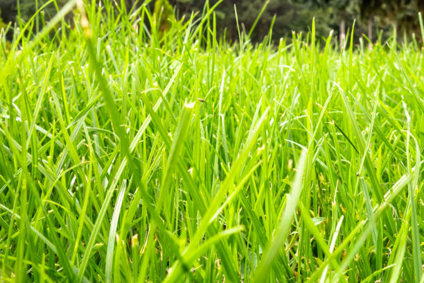 istock Green grass with forest in the background in a bright sunny day. 1032306000