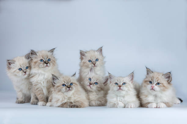 istock Portrait of a Siberian kittens 1032306328