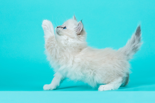 Portrait of a purebred kitten rising his paw up on a blue background