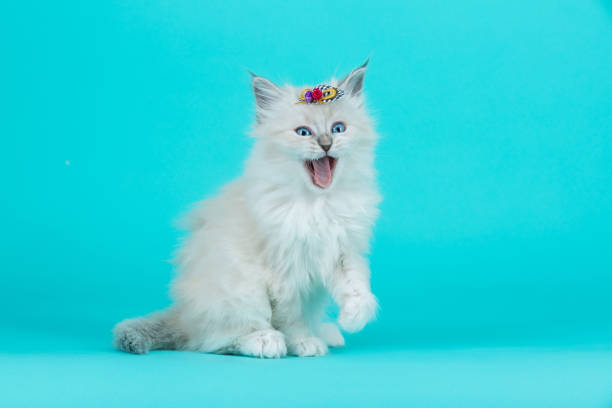 istock Portrait of Siberian kitten, studio shoot 1032307126