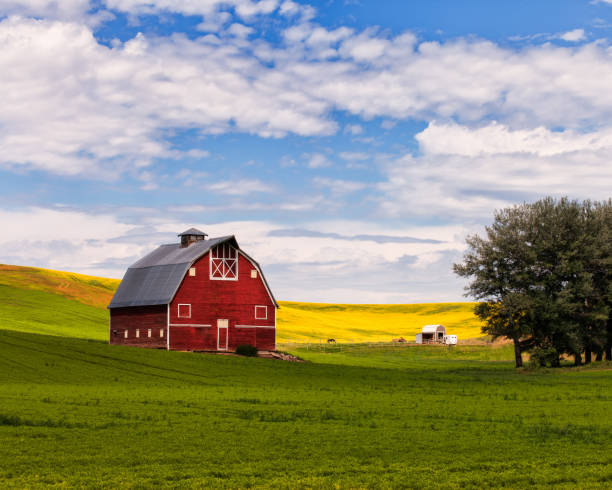 Red Barn in the Palouse Red Barn and canola field in the Palouse barn stock pictures, royalty-free photos & images