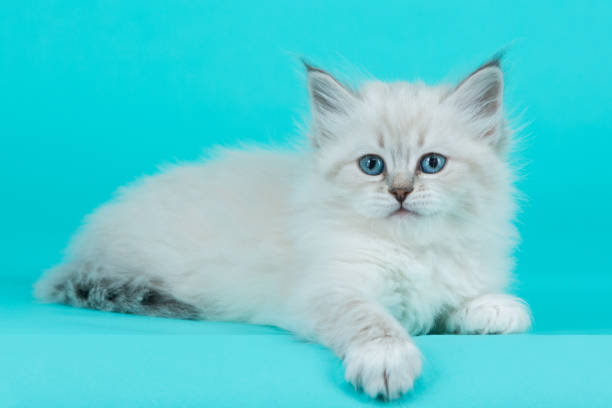 istock Portrait of Siberian kitten, studio shoot 1032307548