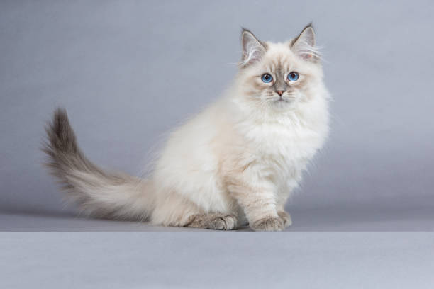 8,200+ White Cat Blue Eyes Stock Photos, Pictures & Royalty-Free Images ...
