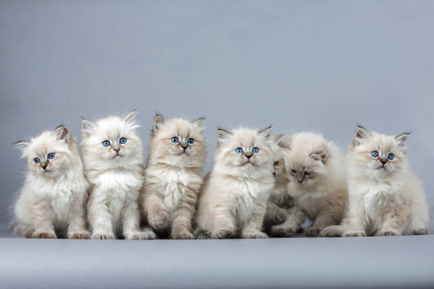 istock Portrait of a Siberian kittens 1032315464