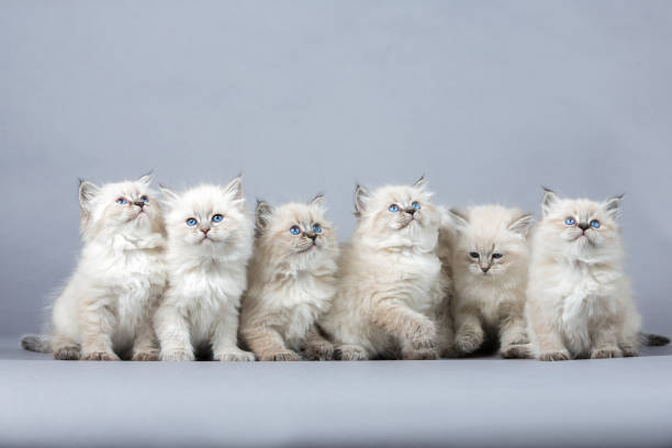 istock Portrait of a Siberian kittens 1032315558