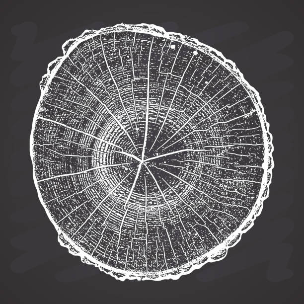 ilustrações, clipart, desenhos animados e ícones de log de árvore, madeira anéis de crescimento grunge ilustração vetor de textura no fundo do quadro-negro - bark isolated part of white