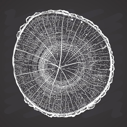 Tree log, wood growth rings grunge texture vector illustration on chalkboard background.