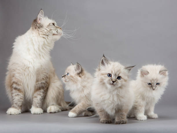 istock kittens portrait with their mom 1032324946
