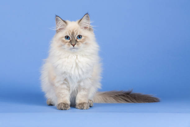 istock Portrait of Siberian kitten 1032325270