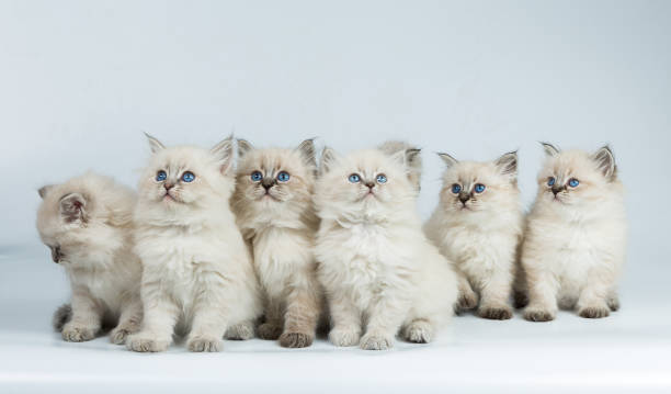istock Portrait of a Siberian kittens 1032325416