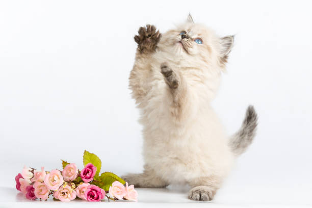 Siberian kitten are standing on hind legs with flowers bouquet
