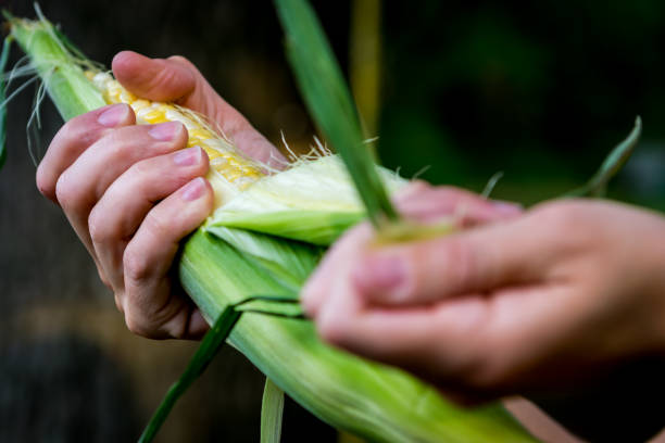 festa di cornhusking - corn on the cob corn cooked boiled foto e immagini stock