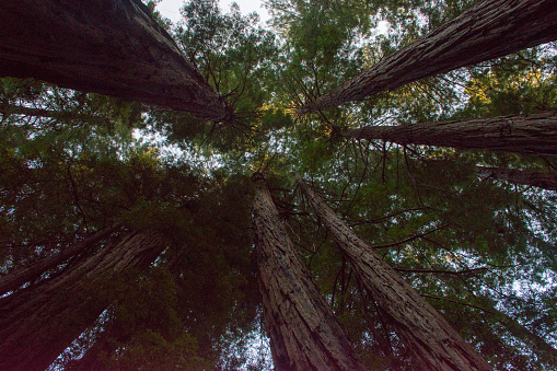 Looking up thru grove of redwoods at Muir Woods