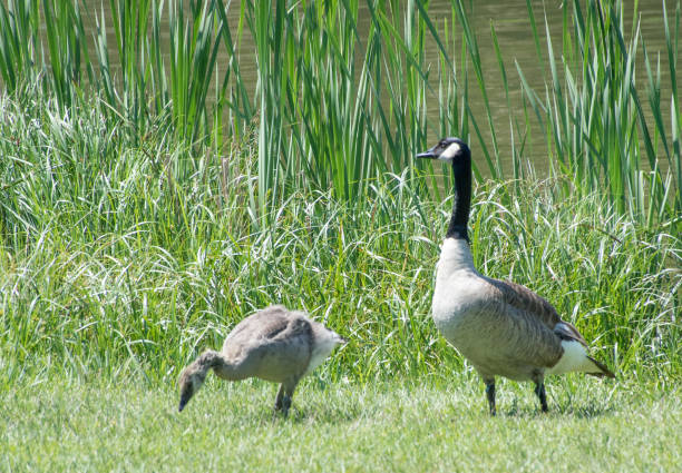 istock Goose and gosling in grass 1032343752