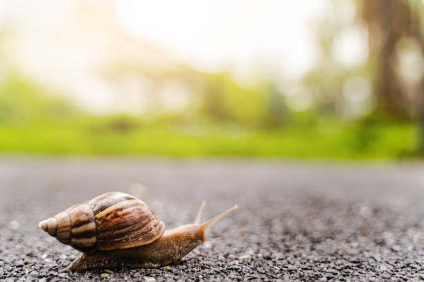 istock snail in shell crawling on road, summer day in garden with copy space, blurred background. 1032343900