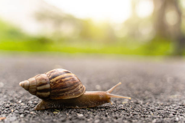 istock snail in shell crawling on road, summer day in garden with copy space, blurred background. 1032343902