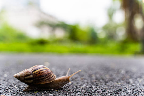 istock snail in shell crawling on road, summer day in garden with copy space, blurred background. 1032343966