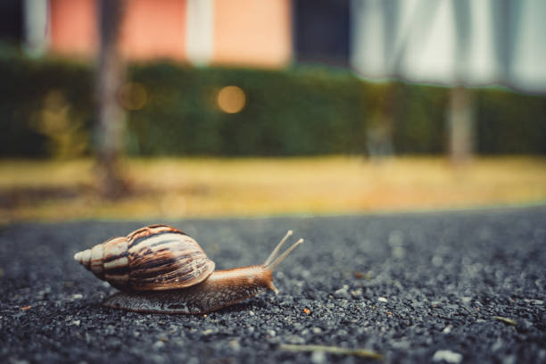 istock snail in shell crawling on road, summer day in garden with copy space, blurred background. 1032343974