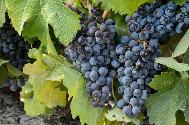 nahaufnahme des pinot noir wein trauben am rebstock - vineyard ripe crop vine stock-fotos und bilder
