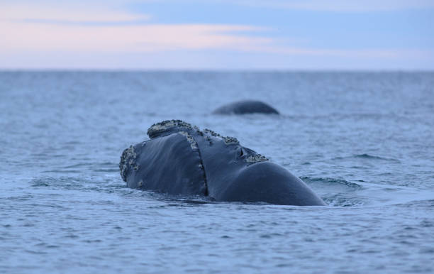istock Whale in Puerto Madryn, Peninsula Valdes, Argentina. 1032364122