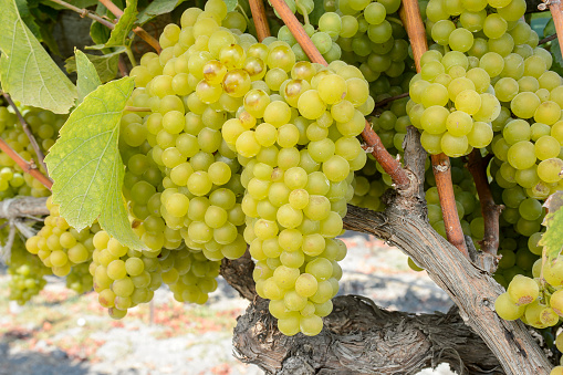 Close-up of ripening chardonnay wine grapes on the vine, ready for harvest.