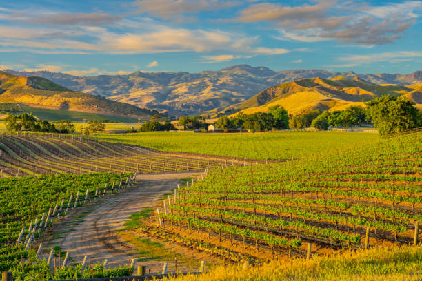 frühling-weinberg in santa ynez tal santa barbara, ca - vineyard in a row crop california stock-fotos und bilder