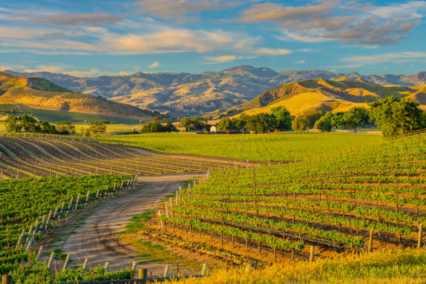 istock Spring vineyard in the Santa Ynez Valley Santa Barbara, CA 1032369378