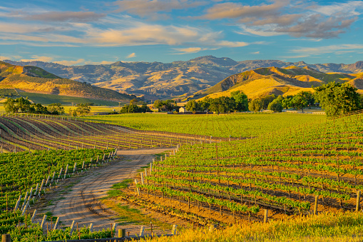 Spring crop; wine country; rolling hills; rows of crops; lush vegetation; Travel destination; rolling vineyard; agricultural field,Santa Ynez vineyard; Santa Barbara Vineyard