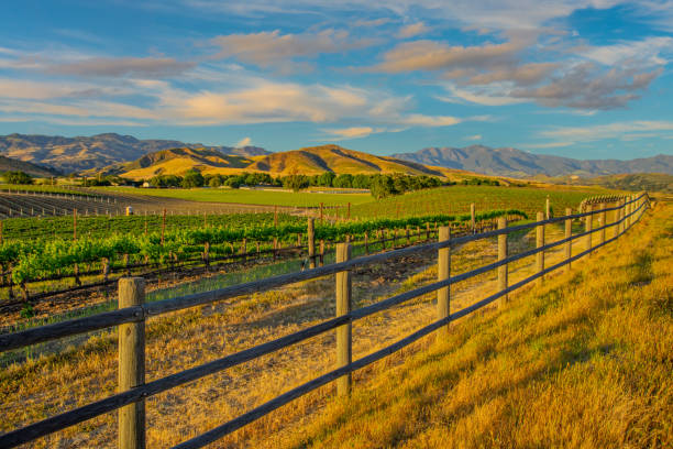 vignoble de printemps dans la santa ynez valley santa barbara, ca - farm fence photos et images de collection