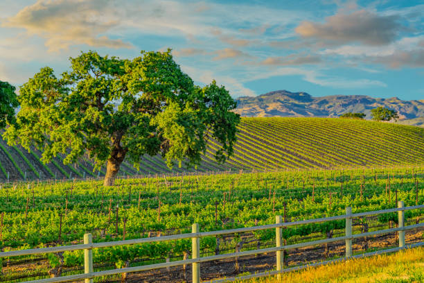 istock Spring vineyard in the Santa Ynez Valley Santa Barbara, CA 1032371744