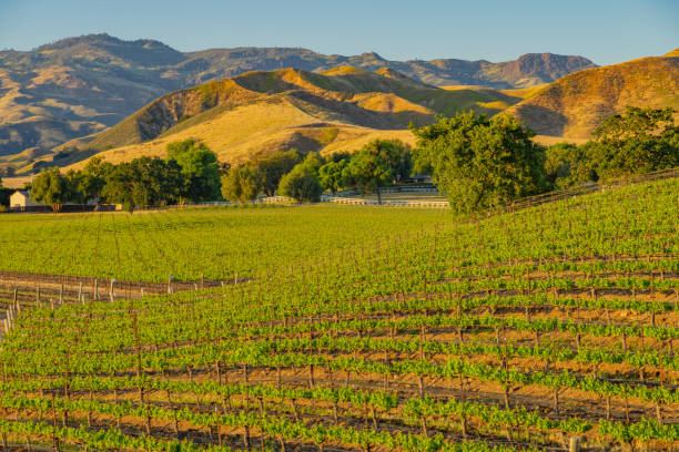 istock Spring vineyard in the Santa Ynez Valley Santa Barbara, CA 1032371804