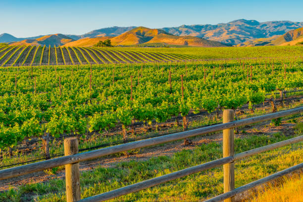 istock Spring vineyard in the Santa Ynez Valley Santa Barbara, CA (P) 1032371904